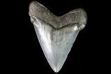 Fossil Chubutensis Tooth - Megalodon Ancestor #83582-1